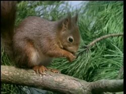 MCU Red squirrel, Sciurus vulgaris, on branch, eating Stock Footage