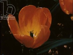 The Promise of Spring 1950s - montage of various flowers Stock Footage
