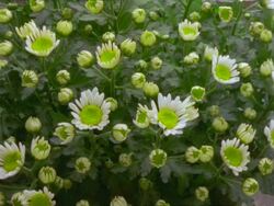 MS T/L Chrysanthemum flowers, many yellow buds open to daisy like flowers, white petals with yellow centres Stock Footage