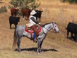 Cowboy trail boss supervising cattle drive Stock Footage