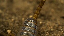 A scorpion sits on sandy ground. Stock Footage