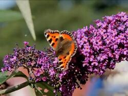 SMALL TORTOISESHELL BUTTERFLY AGLAIS URTICAE Stock Footage