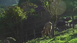 veal at farm Stock Footage