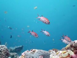 MS TS Soldier fish swimming against blue water and reef ground / Sipadan, Semporna, Tawau, Malaysia Stock Footage