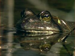 CU Frog peering out of water, USA Stock Footage