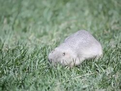 prairie dog in grass Stock Footage