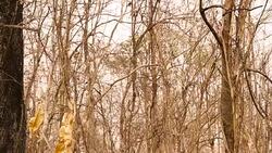 Dried Forest on the mountain Stock Footage