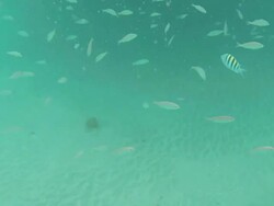 Beard Man Taking Selfie in the Water Stock Footage