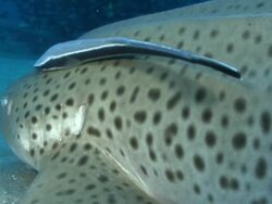 CU Zebra shark resting on sea floor next to rocks with remora attached / Matola, Maputo, Mozambique Stock Footage