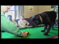 Dog Plays Pub Pool News Clip