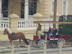 MS AERIAL TS Shot of people enjoying and smiling on shire horse cart / South Carolina, United States Stock Footage