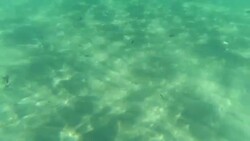 Tropical underwater life Stock Footage