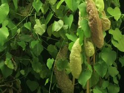 Medium Close Up static _ An aristolochia blooms Stock Footage
