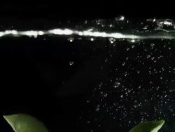 Lime wedges falling into water, black background Stock Footage