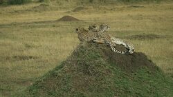 Cheetahs in the Masai Mara, Kenya Stock Footage