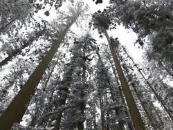 Beautiful Winter forest Stock Footage