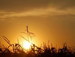 Dead Corn Field HD Stock Footage