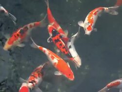 Large Japanese Goldfish on show in Tokyo, Japan, Asia Stock Footage