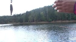 Catch of Fish Stock Footage