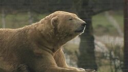Polar bears in a wildlife park News Clip