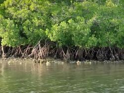 Mangrove Trees Stock Footage
