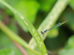 Damselfly Stock Footage