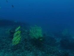 WS POV Shot along rocky ledge covering with sponge and coral with various fish swimming around / Matola, Maputo, Mozambique Stock Footage