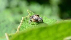 Spider eating worm Stock Footage