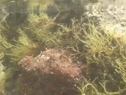 Octopus between the rocks Stock Footage