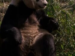 China Lends 2 Pandas to Edinburgh Zoo News Clip