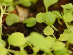dolly : close-up sprout Stock Footage