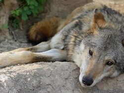 Wolf lying on the ground Stock Footage