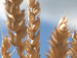 CU ZO Winter wheat swaying in breeze before being harvested  / Dansville, Michigan, United States Stock Footage