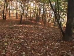 HD: Driving in the forest Stock Footage