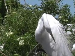 Great Egret Preening Stock Footage