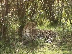 MS Panthera pardus laying on Grass for taking rest / National Park, Africa, Kenya Stock Footage