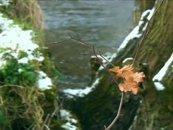 THE LAST LEAF HANGS ON Stock Footage