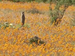 MS Shot of Meerkat standing in vast field of wild Namaqualand daisies observing surroundings / Namaqualand, Northern Cape, South Africa Stock Footage
