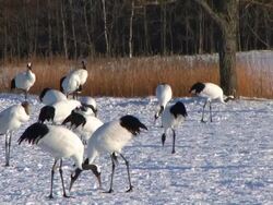 HD: Japanese cranes (video) Stock Footage