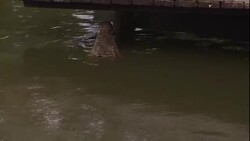 A tourist dangles crocodile bait from a dock. Stock Footage