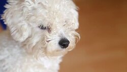 White dog Stock Footage