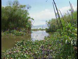 UGANDA/KENYA: RIVER NILE IS BLOCKED BY WEED News Clip