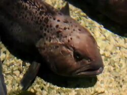 Aquarium fish. Stock Footage