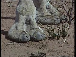 KENYA: MASAI: CAMELS INTRODUCED INTO DESSERT News Clip