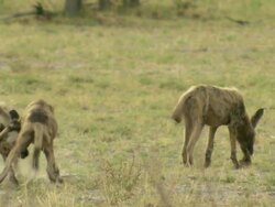 MS TS Shot of African wild dog pups playing and interacting / Okavango Delta, North-West District, Botswana Stock Footage