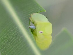 Larva Stock Footage