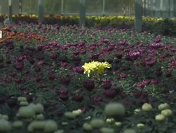 Flowers in Greenhouse Stock Footage