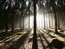  WS TU  View of fir forest   /  Kastel-Staadt, Rhineland-Palatinate, Germany Stock Footage