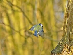 MS SLO MO Shot of blue tit taking off and landing on tree trunk / Vieux Pont en Auge, Normandy, France Stock Footage