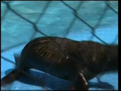 Sea Lion rescued from river gives birth in Buenos Aires zoo News Clip